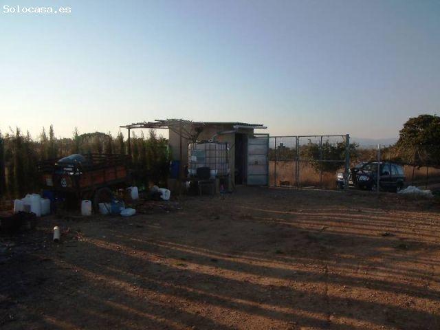 CAMPO VALLADO, CON NARANJOS Y CASETA PARA APEROS