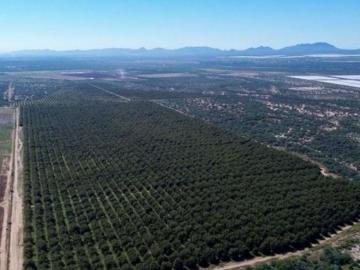 CAMPO AGRICOLA EN VENTA PESQUEIRA, SON