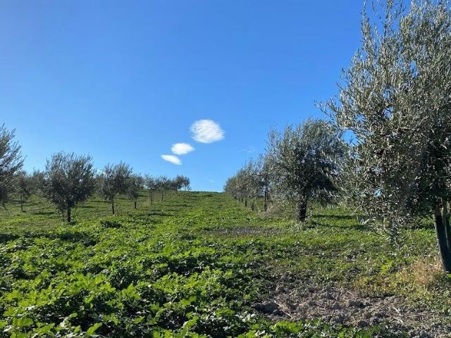 Campo en Castro del Rio