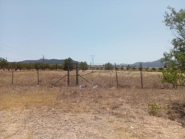 CAMPO EN MONOVAR