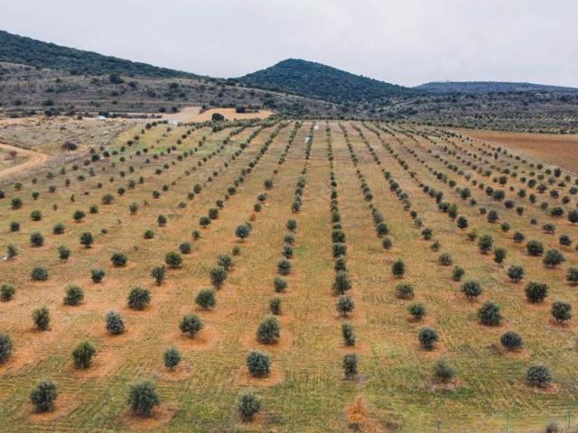 CAMPOS PARA CULTIVO DE TRUFA O AGRICULTURA