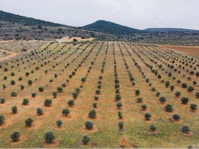 CAMPOS PARA CULTIVO DE TRUFA O AGRICULTURA