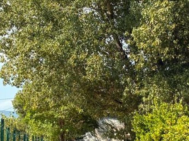 Cabanon de loisir