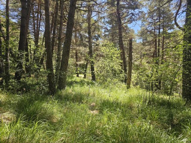 Caille Vente Terrain 06