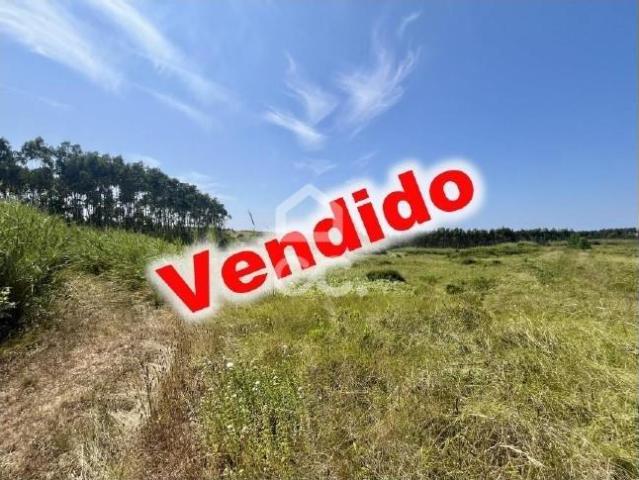 Caldas da Rainha Leiria 91755941