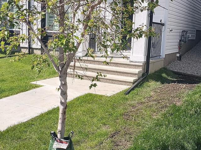Carrington, Nw Calgary 3+bd 2.5bth Deck Yard 2 Car Garage Sept 1