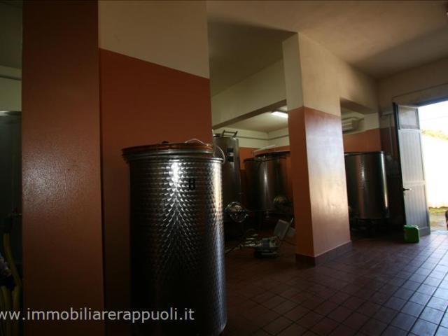 Castel del Piano Grosseto vendesi azienda agricola di circa. 20000m² Castel del Piano