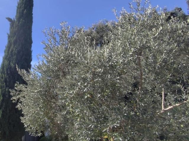 Castelnau le Lez Vente Terrain 34