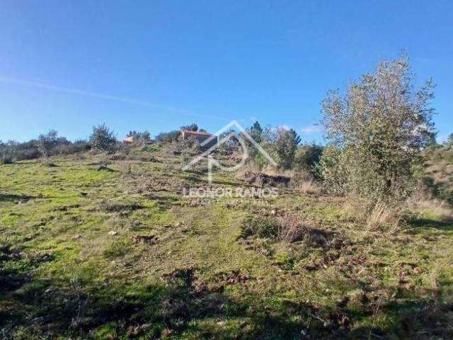 Castelo Branco Castelo Branco 6005 LS99794956