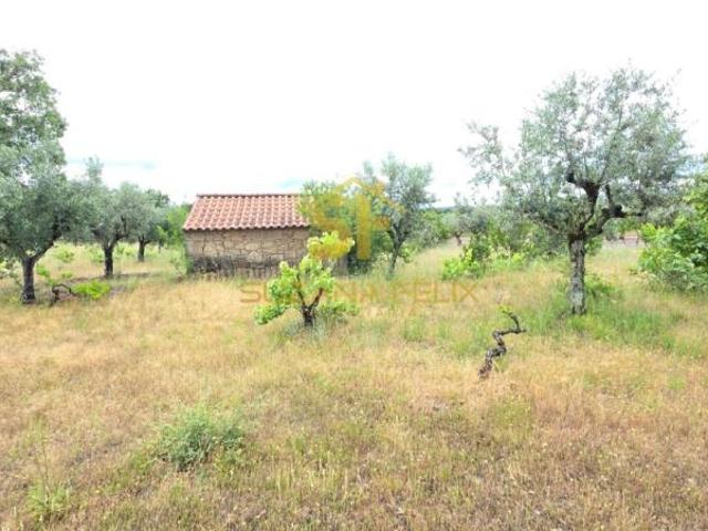 Castelo Branco Castelo Branco 6005 102551774