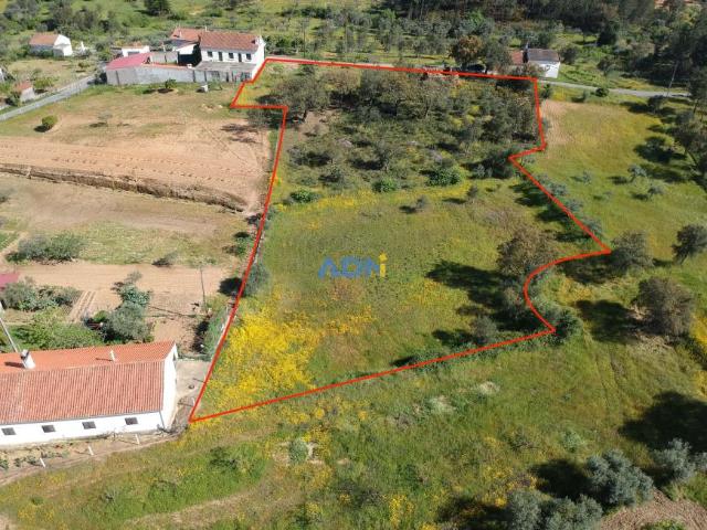 Castelo Branco Castelo Branco 74398879
