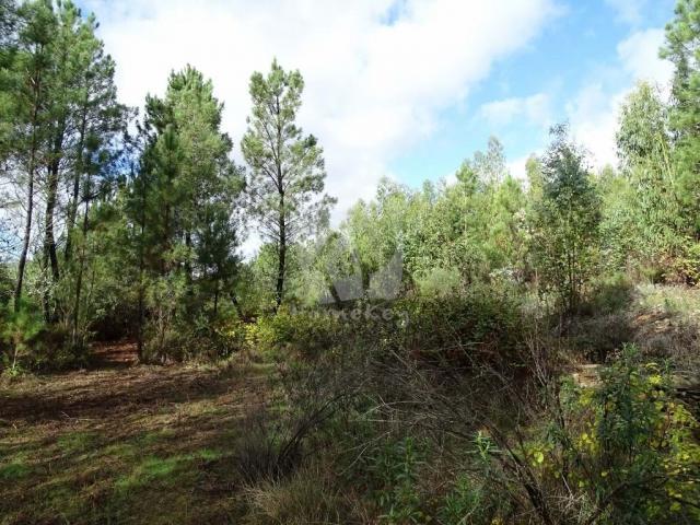 Castelo Branco Castelo Branco 78384742
