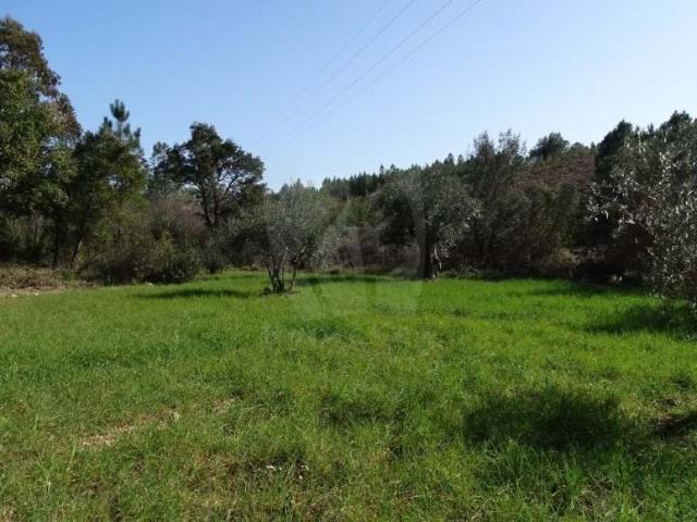 Castelo Branco Castelo Branco 78384747