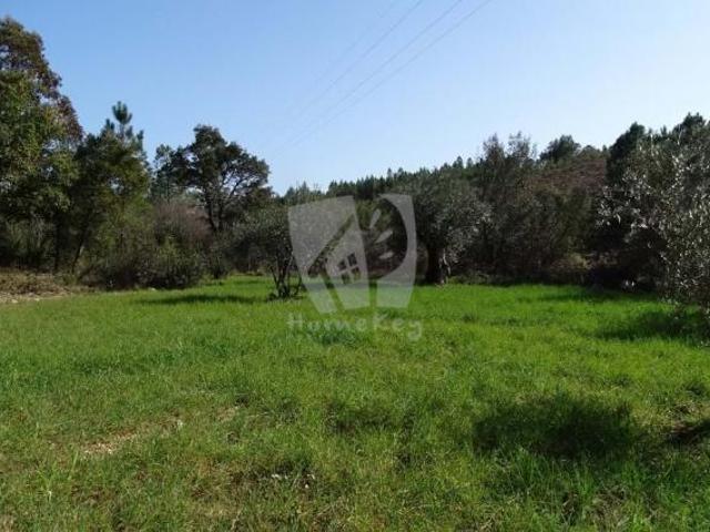 Castelo Branco Castelo Branco 78384747