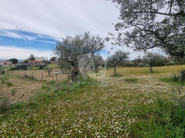 Castelo Branco Castelo Branco 78384718