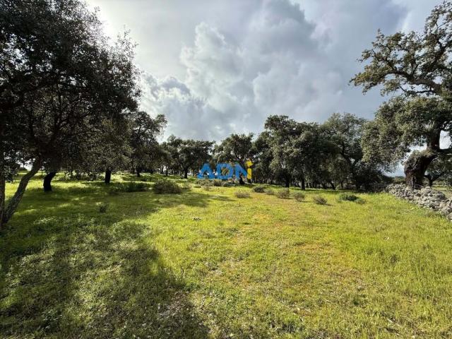 Castelo Branco Castelo Branco 88876731
