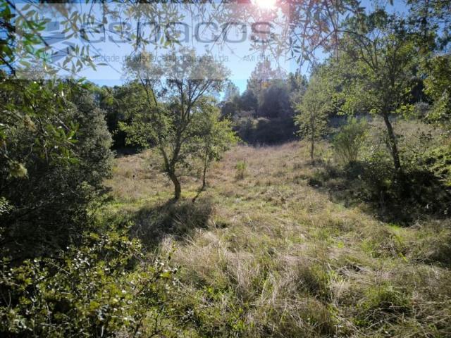Castelo Branco Castelo Branco 90646415