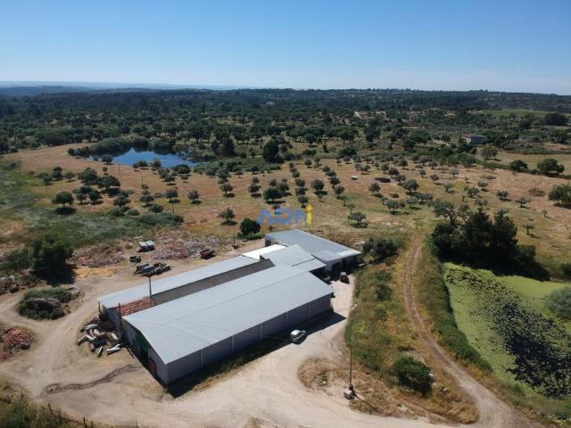 Castelo Branco Castelo Branco 91527134