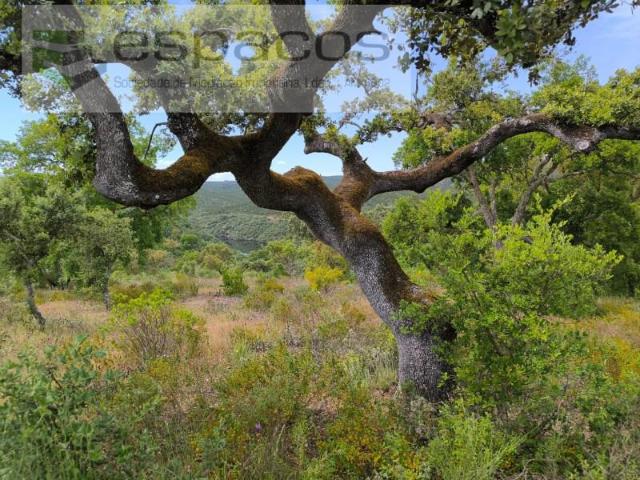Castelo Branco Castelo Branco 92229039