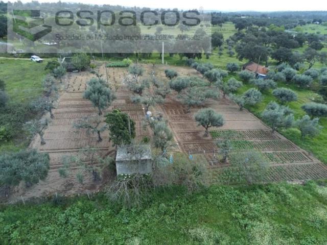 Castelo Branco Castelo Branco 92986696