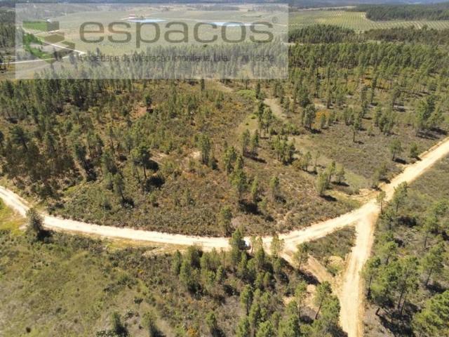 Castelo Branco Castelo Branco 95660262