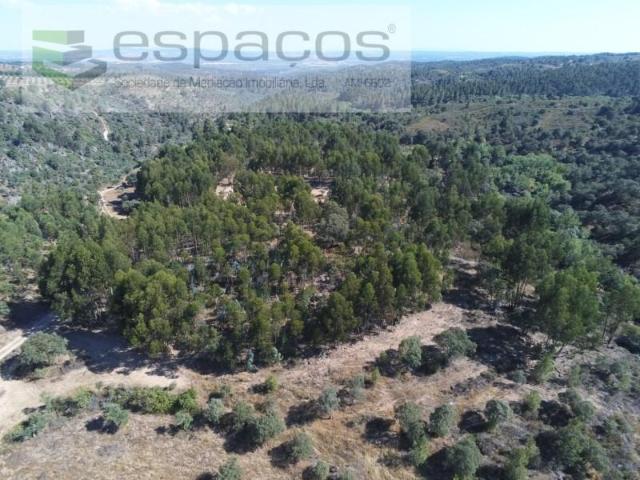 Castelo Branco Castelo Branco 97118465