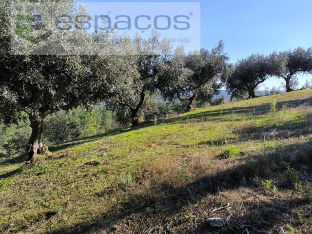 Castelo Branco Castelo Branco 97119176