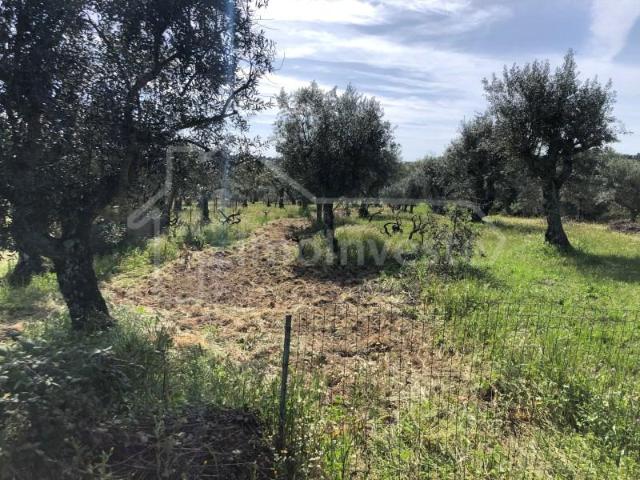 Castelo Branco Castelo Branco 97124123