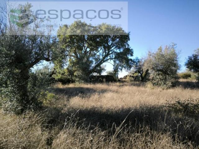 Castelo Branco Castelo Branco 98017420