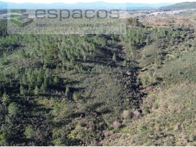 Castelo Branco Castelo Branco 99343328