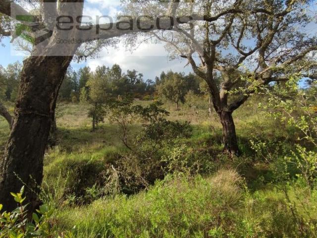 Castelo Branco Castelo Branco 100098724