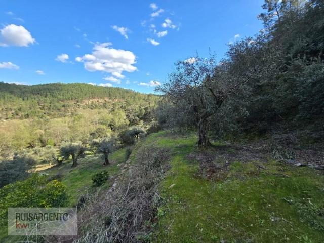 Castelo Branco Castelo Branco 100153650