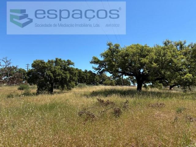 Castelo Branco Castelo Branco 102723241