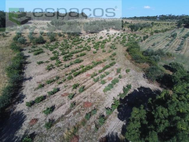 Castelo Branco Castelo Branco 102933683