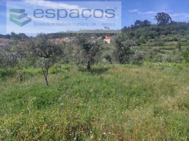 Castelo Branco Castelo Branco 102967026