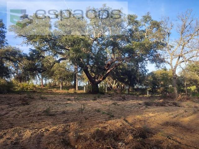 Castelo Branco Castelo Branco 102967034
