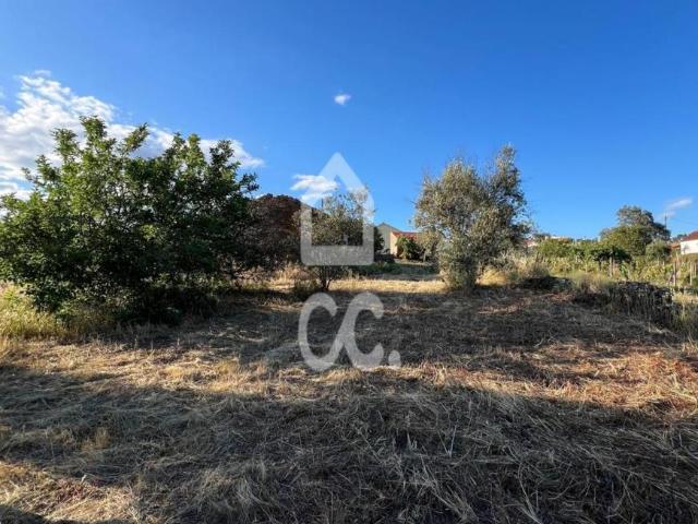 Castelo Branco Castelo Branco 104436369