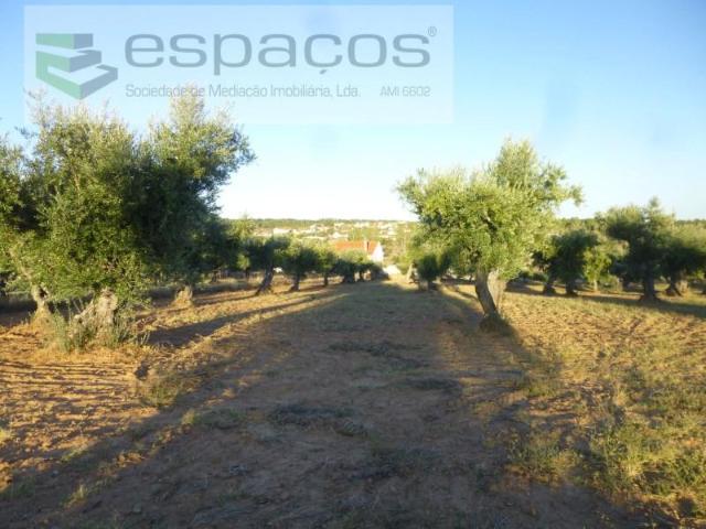 Castelo Branco Castelo Branco 104385976