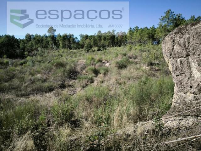 Castelo Branco Castelo Branco 104385982