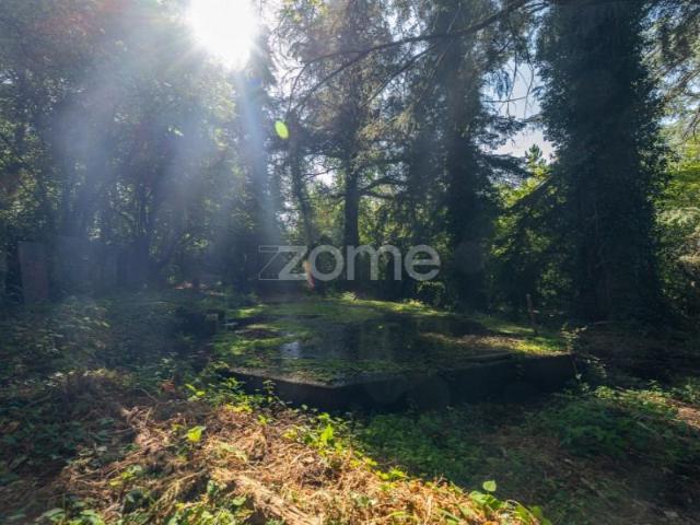 Castro Daire Castro Daire 103184324
