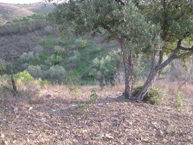 Castro Marim Castro Marim LS91004057