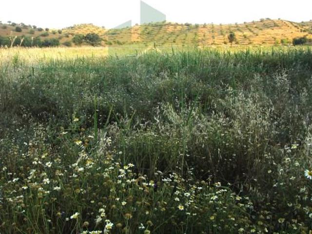 Castro Marim Castro Marim 88202001
