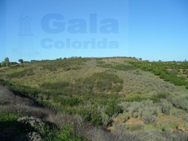 Castro Marim Castro Marim 98810729