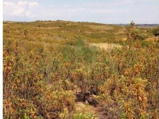 Castro Marim Castro Marim 99178676
