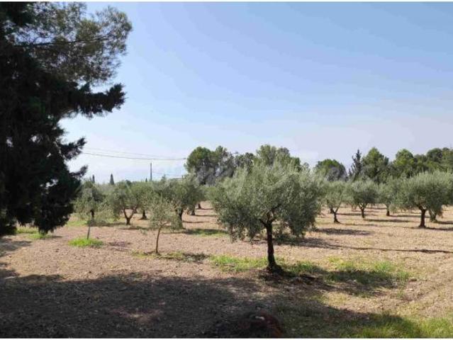 Casa Chalet en Venta en Yecla Murcia