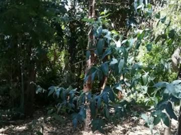 Casa codehua pidihuinco | 5 dormitorios por 140000. 00 en Chimbarongo