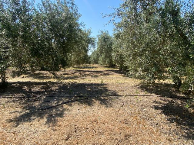 Casa con Finca Venta Sevilla