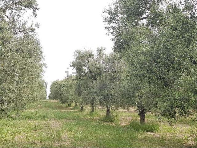 Casa di campagna in vendita di 89000 m² in Strada Provinciale 143