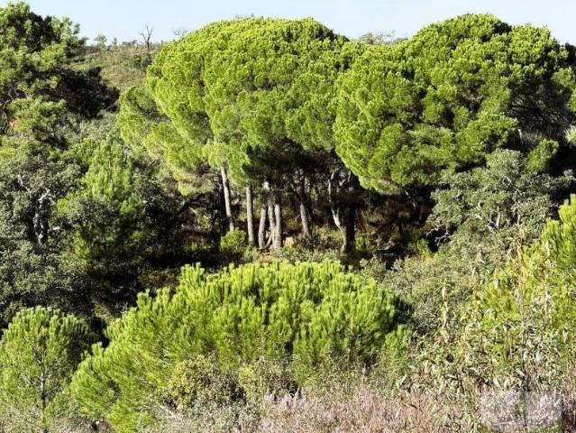 Casa en venta Berrocal