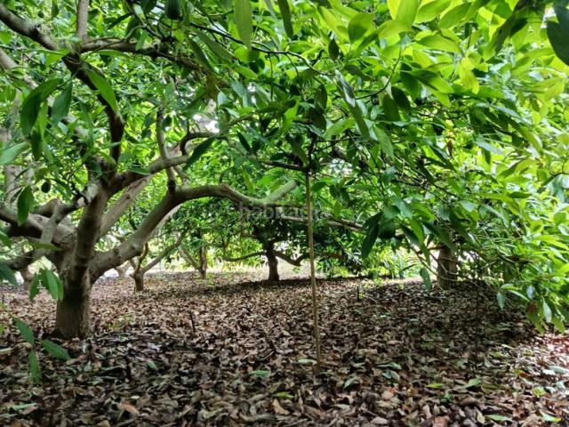 Casa en venta en Orotava La, La Perdoma San Antonio Benijos. VENTA DE FANTASTICA CASA CON FINCA DE AGUACATES. Casas Orotava.